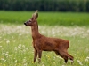 6-brocard-profil