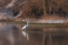 aigrette