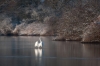 aigrette2