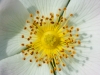 fleur
