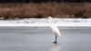 grandeaigrette