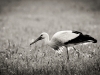 1-cigogne-ver-nb