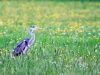 2-heron