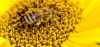 abeille