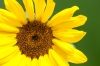 tournesol