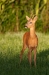 faune-1