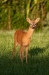 faune-2