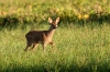 faune-4