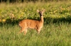faune-5