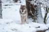 loup-1