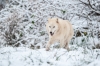 loup-10