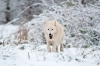 loup-11