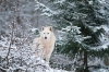 loup-13