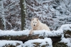 loup-14