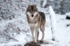 loup-2