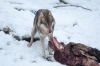 loup-3