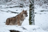 loup-4