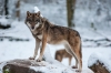 loup-5