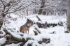 loup-6
