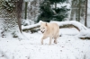 loup-7