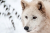 loup-8