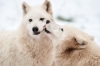loup-9