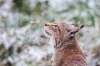 lynx-1