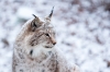 lynx-2