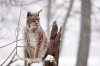 lynx-3