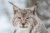lynx-5