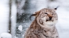 lynx-7