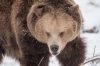 ours-1