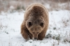 ours-3