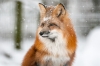 renard