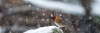 rouge-gorge-2