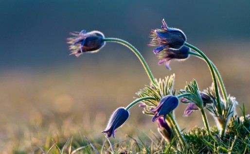 Pulsatilla vulgaris