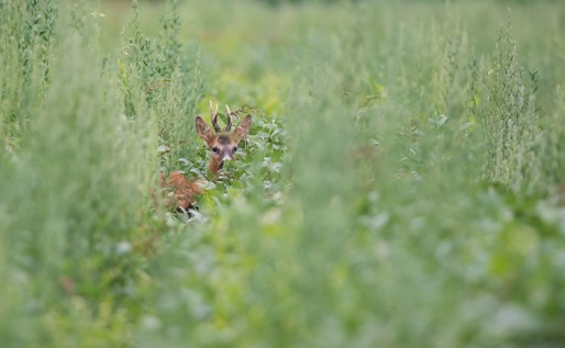 Chevreuil caché dans la végétation