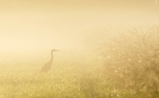 Un héron dans la brume