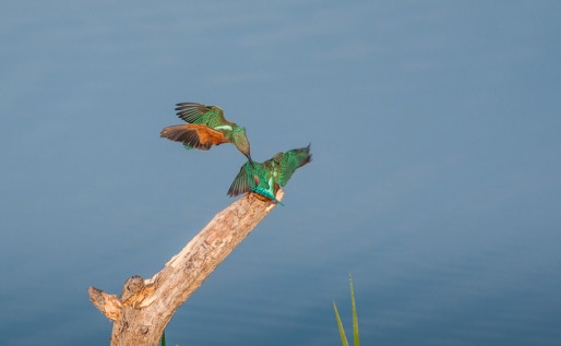 Publication Image et Nature